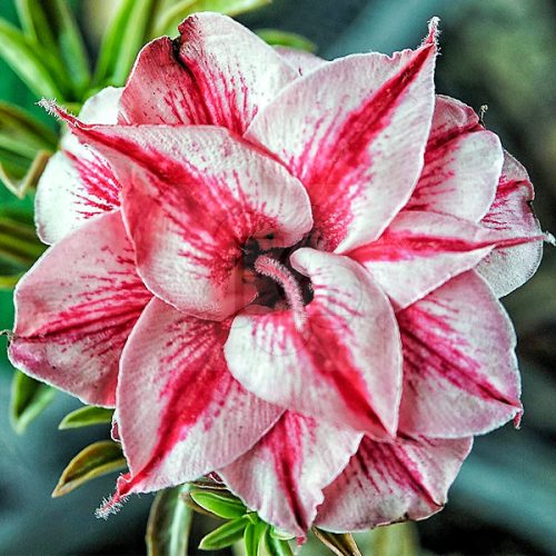 Adenium obesum (S-29)