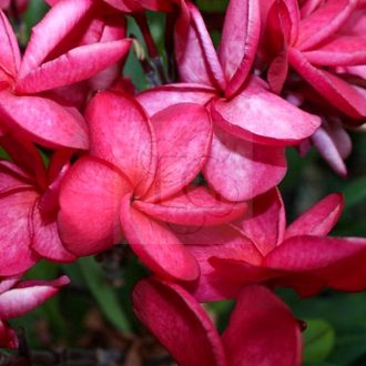 Plumeria rubra "Daeng Sayam #2" 
