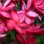 Plumeria rubra "Daeng Sayam #2" 