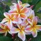 Plumeria rubra "Jackie"