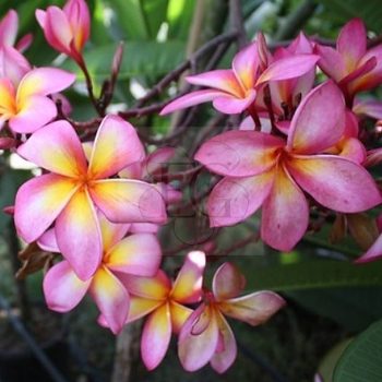 Plumeria rubra "Massimo Rainbow" dugvány  Plumeria rubra "Massimo Rainbow" dugvány
