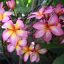 Plumeria rubra "Massimo Rainbow" dugvány 