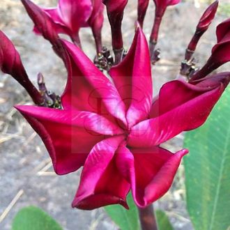Plumeria rubra "Unforgettable" (NUI)