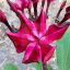 Plumeria rubra "Unforgettable" (NUI)