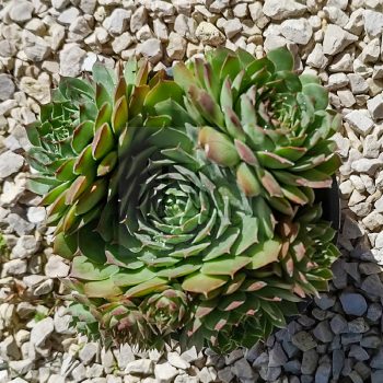 Sempervivum sp.X47/Nagy-Kövirózsa Sempervivum sp.X47/Nagy-Kövirózsa