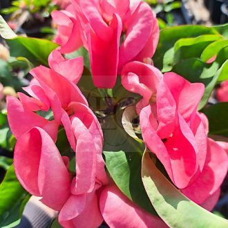 Euphorbia milii "Sweet Rose Hybrid" (A58)