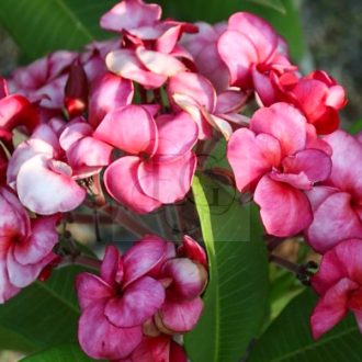 Plumeria rubra "Sang Warn Ruby" 