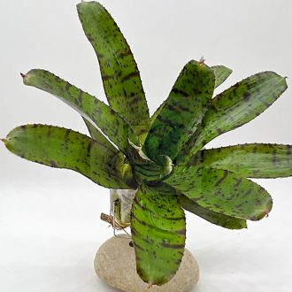 Neoregelia "Ampullacea Tigriana"
