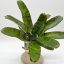 Neoregelia "Ampullacea Tigriana"