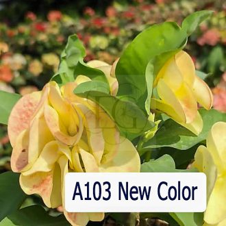 Euphorbia milii "New Color" (A103)