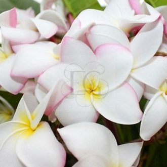 Plumeria rubra "Edie Moragne" 