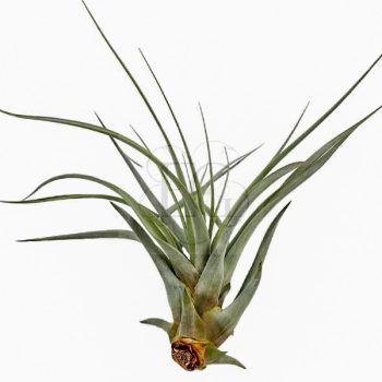 Tillandsia Tomaselli/L Tillandsia Tomaselli/L