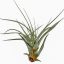 Tillandsia Tomaselli/L