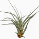 Tillandsia Tomaselli/L