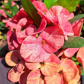 Euphorbia milii "Hybrid" (A38)