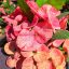 Euphorbia milii "Hybrid" (A38)