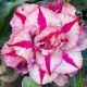 Adenium obesum (TQC55)