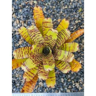 Neoregelia Cacharodon Tiger Hybrid 