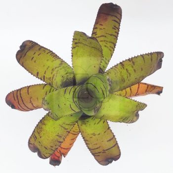 Neoregelia Cacharodon Tiger Hybrid 