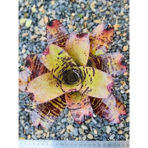 Neoregelia Cacharodon Tiger Hybrid 