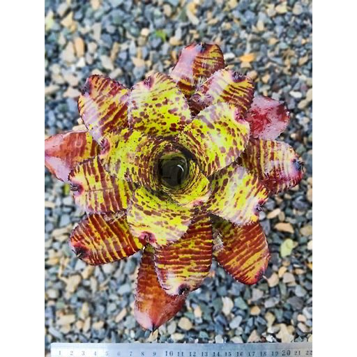 Neoregelia Cacharodon Tiger Hybrid 