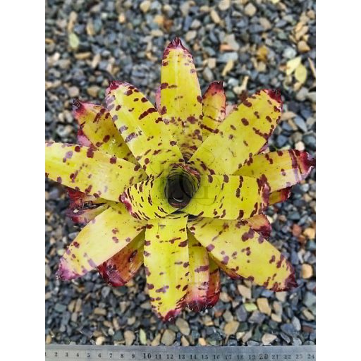 Neoregelia Cacharodon Tiger Hybrid 