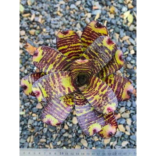 Neoregelia Cacharodon Tiger Hybrid 