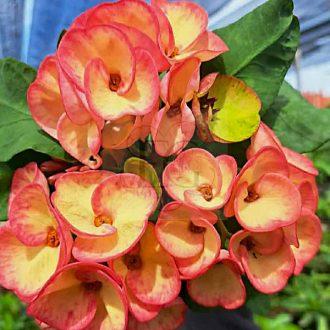 Euphorbia milii "Phon Yar Mor" (A99)
