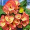 Euphorbia milii "Phon Yar Mor" (A99)