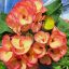 Euphorbia milii "Phon Yar Mor" (A99)