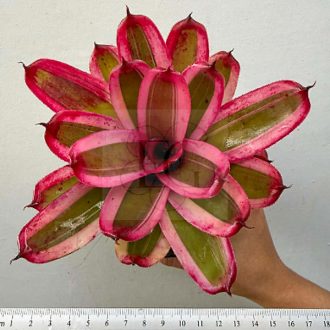 Neoregelia Pop Tart
