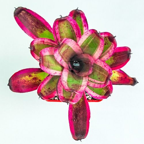 Neoregelia Pop Tart