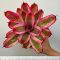 Neoregelia Pop Tart