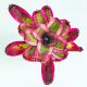 Neoregelia Pop Tart