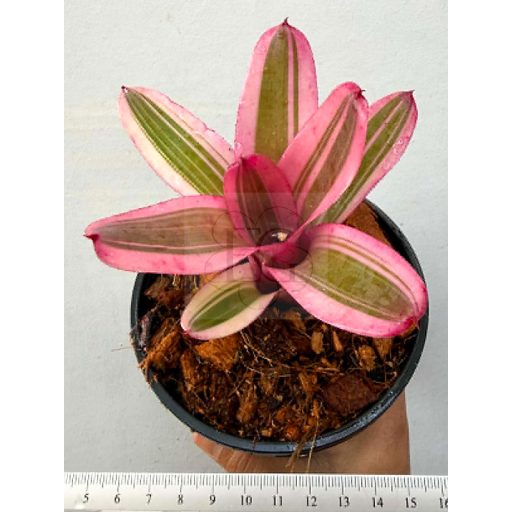 Neoregelia Pop Tart