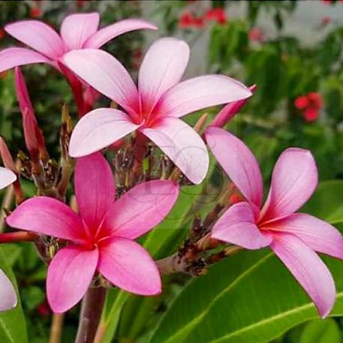 Plumeria rubra "Cristal Pink seedling" CP 