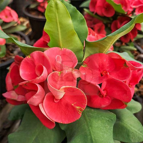 Euphorbia milii "Red Romance" (32)