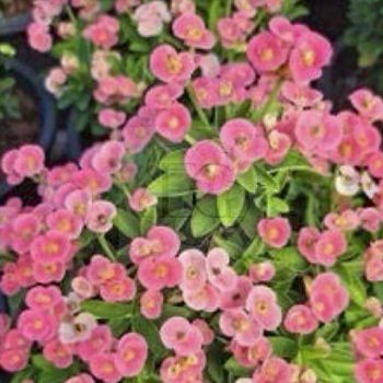 Euphorbia milii "Fancy Niramith -Bicolor" (DA3) Euphorbia milii "Fancy Niramith -Bicolor" (DA3)