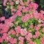 Euphorbia milii "Fancy Niramith -Bicolor" (DA3)