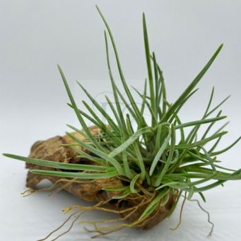 Tillandsia Albertiana  Tillandsia Albertiana