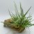 Tillandsia Albertiana