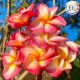 Plumeria rubra "Half Moon"