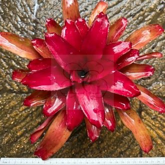 Neoregelia Ho Cu Le 