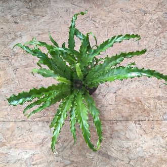 Asplenium nidus