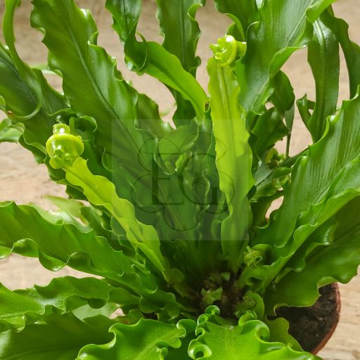 Asplenium nidus