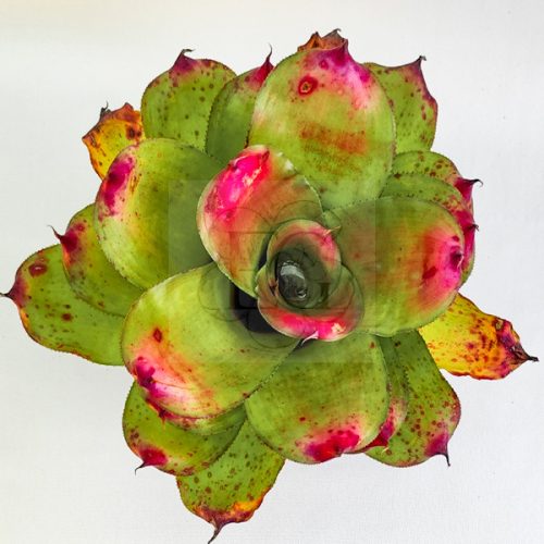 Neoregelia Ninja X Debbie 