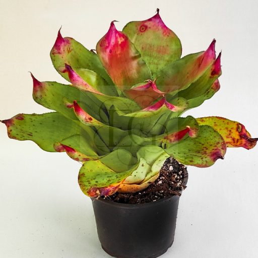 Neoregelia Ninja X Debbie 