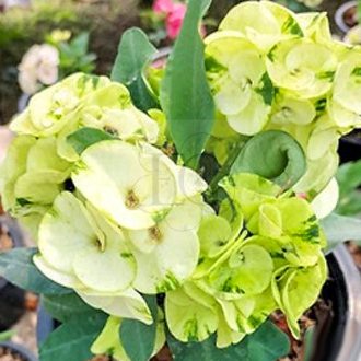 Euphorbia milii "White Peacock" (99)