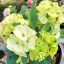 Euphorbia milii "White Peacock" (99)