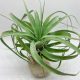 Tillandsia Firestorm